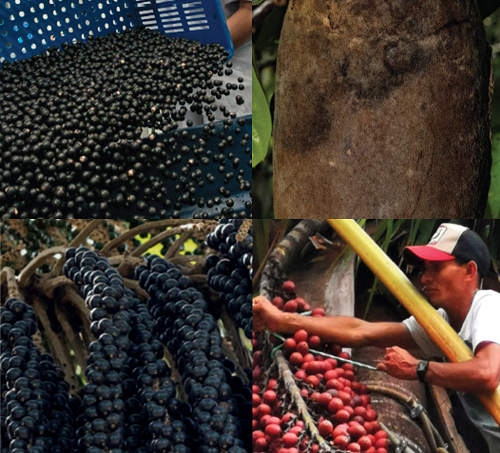 Colección de normas de frutos de la Amazonía